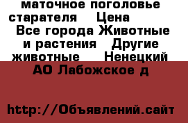 маточное поголовье старателя  › Цена ­ 2 300 - Все города Животные и растения » Другие животные   . Ненецкий АО,Лабожское д.